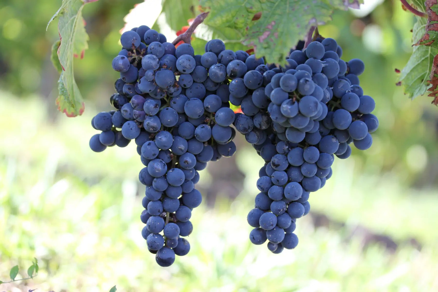 A Personal Favorite Cabernet Franc, in a Perfect Drinking Window