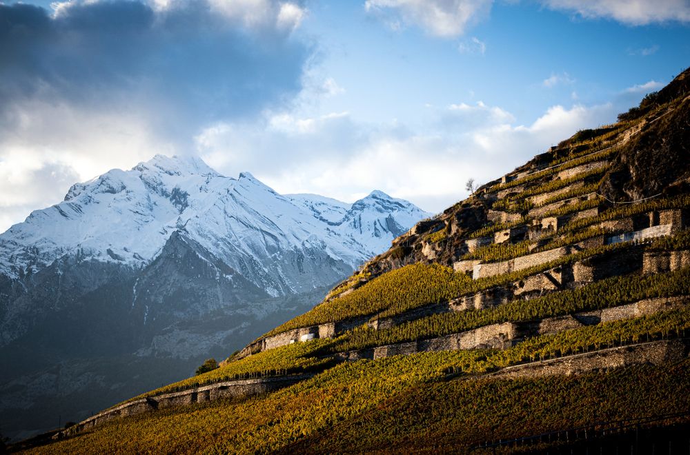 A Mountain Wine That Captures the Heart of Switzerland