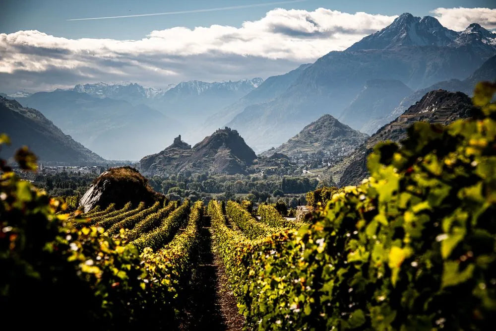 Silky Swiss Pinot with Alpine Precision