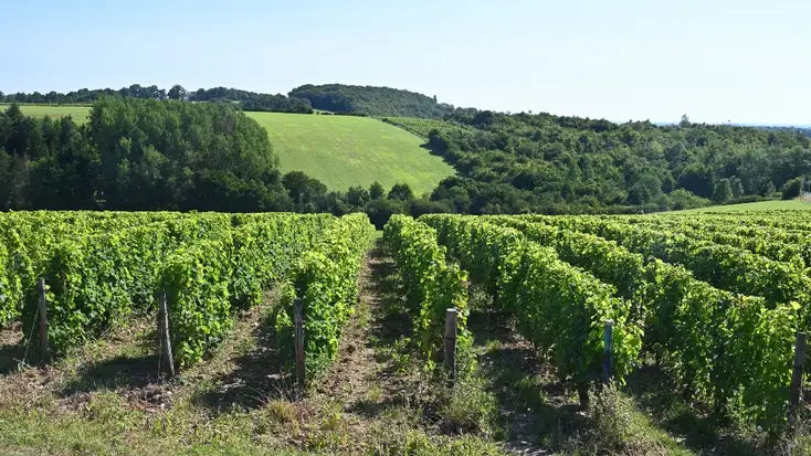 The Smart Sancerre Buy for 2024
