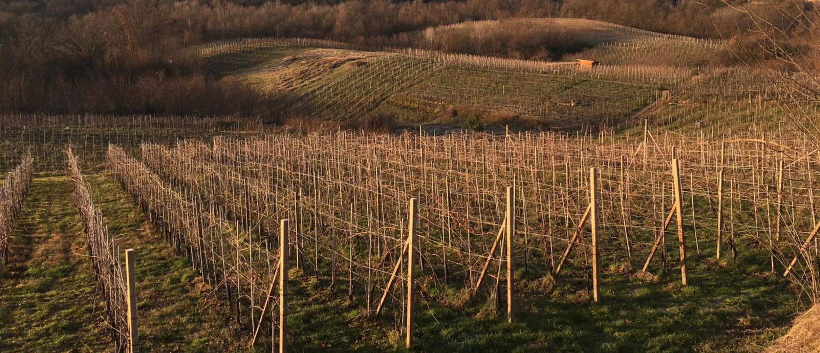 A Taste of Alto Piemonte