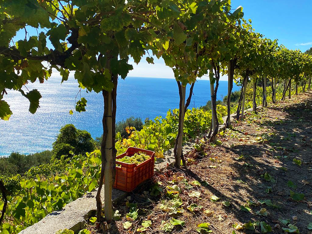 Salt, Stone & Citrus: Discover Punta Crena’s Pigato