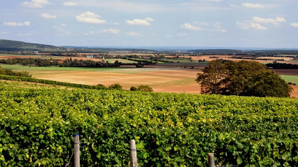 Sancerre’s Sister Appellation, Quincy