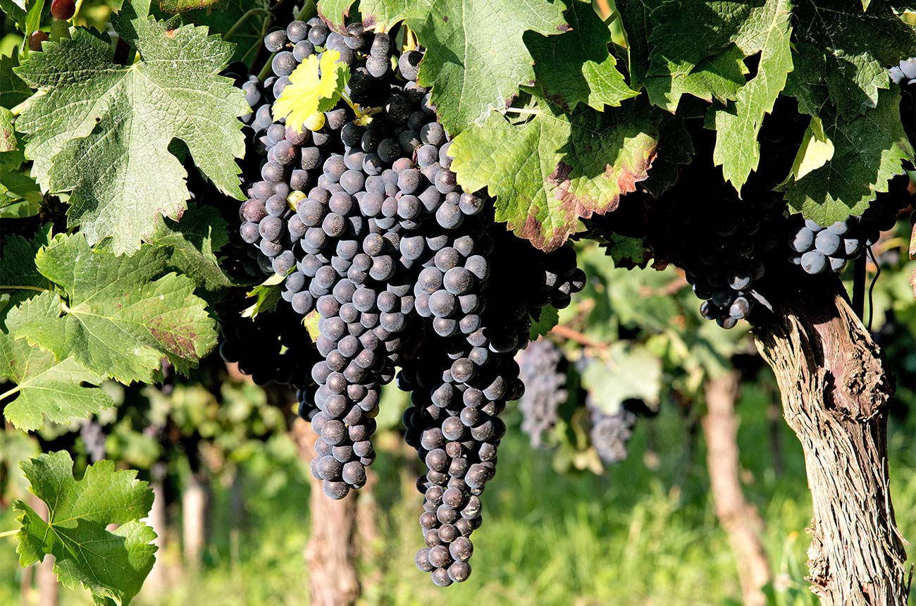 Vine Farmer Day 4: A Study in Grignolino