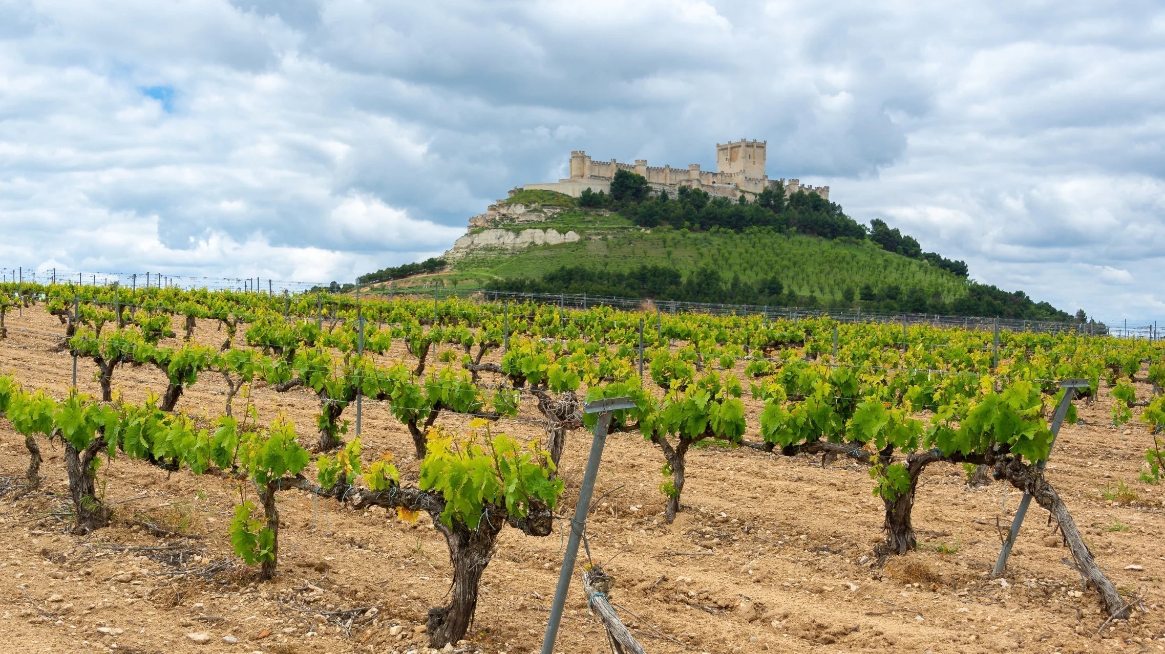 The Best Ribera You’re Not Drinking Yet–La Capilla Crianza 2019