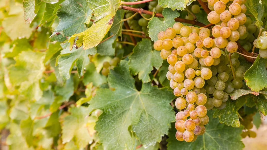 A New Flavor of NZ Sauvignon Blanc