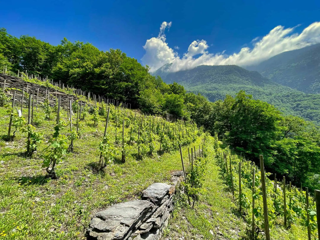 A spectacular Alpine white that delivers far beyond its price point.