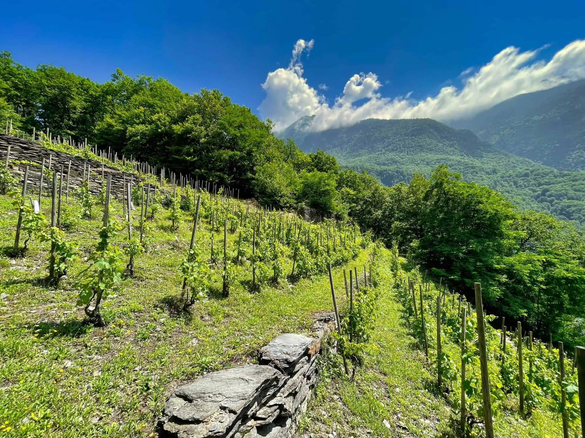 A spectacular Alpine white that delivers far beyond its price point.