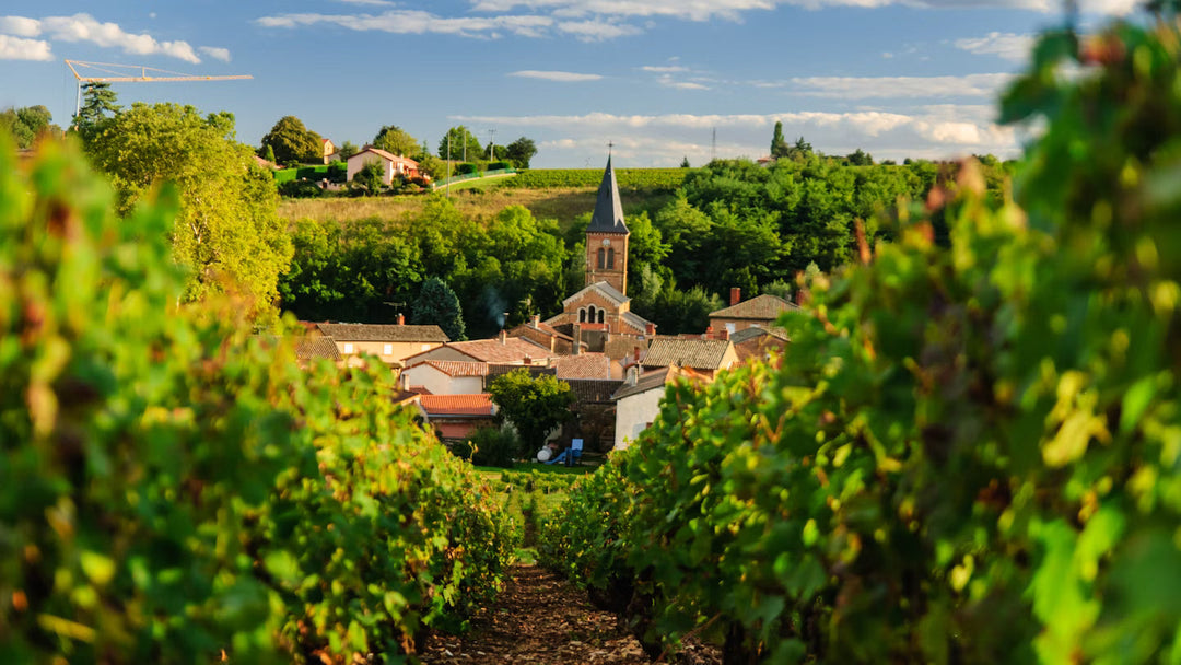 CASE BUY ALERT: The Greatest Value in France?