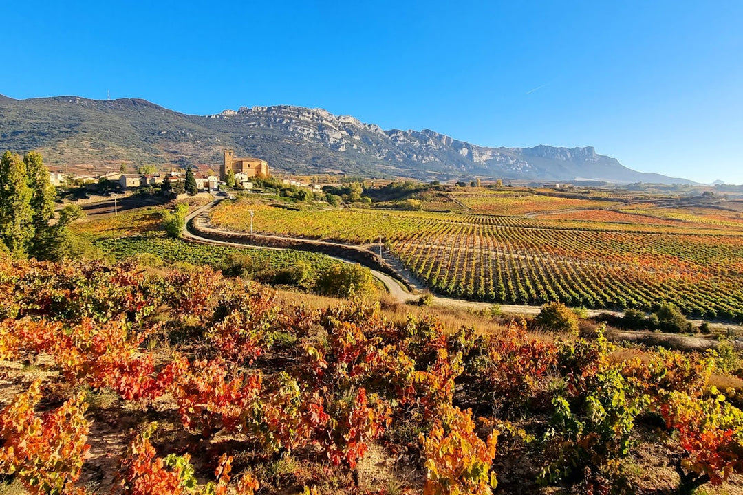 Benchmark Rioja on a Budget – CUNE Reserva Is Back