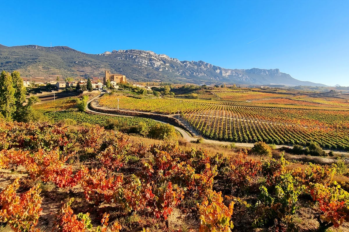 Benchmark Rioja on a Budget – CUNE Reserva Is Back