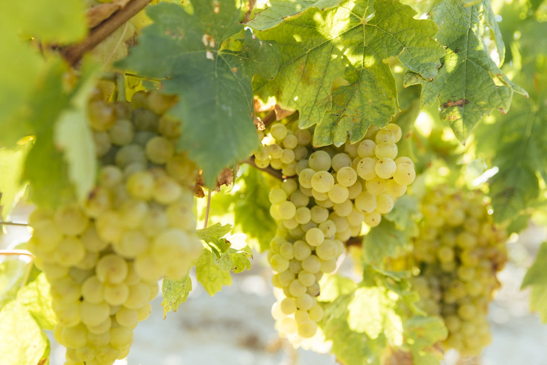 Tempranillo Blanco. Yes, that’s right. It’s a white grape.
