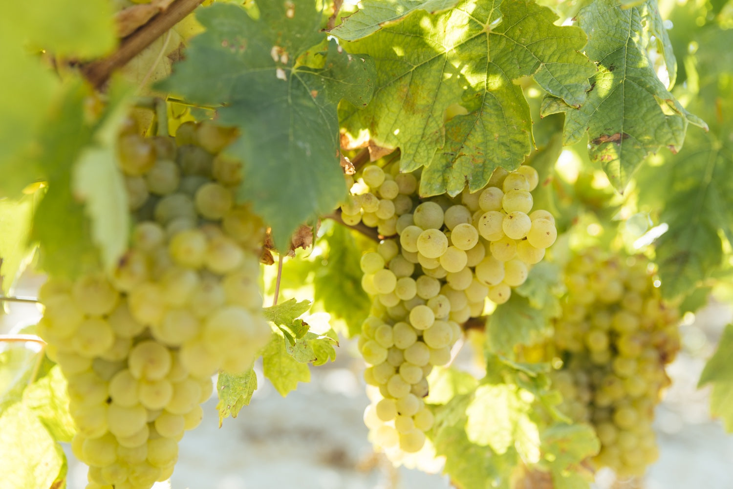 Tempranillo Blanco. Yes, that’s right. It’s a white grape.