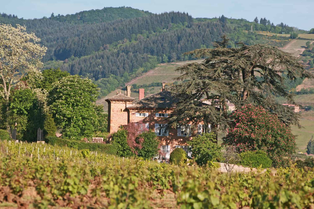 Beaujolais Breakthrough: Decanter’s 97 Point “Best in Show” Winner