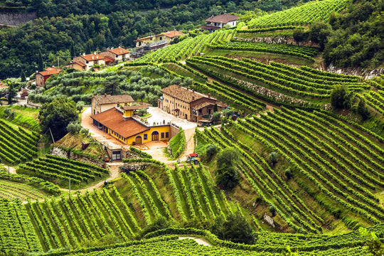 Valpolicella Tradition, Elegantly Expressed