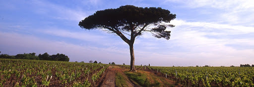 Loire Cabernet Franc in Full Swing