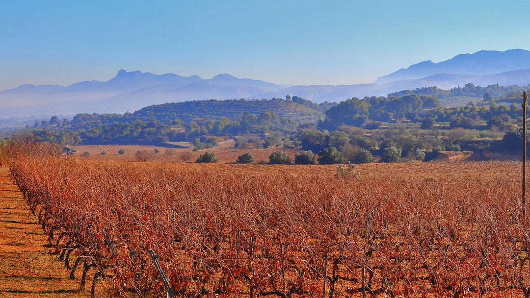 Old Vine Monastrell, Limestone Soils