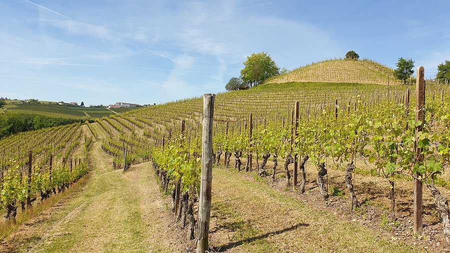 Vine Farmer Day 5: Human Scale Sangiovese