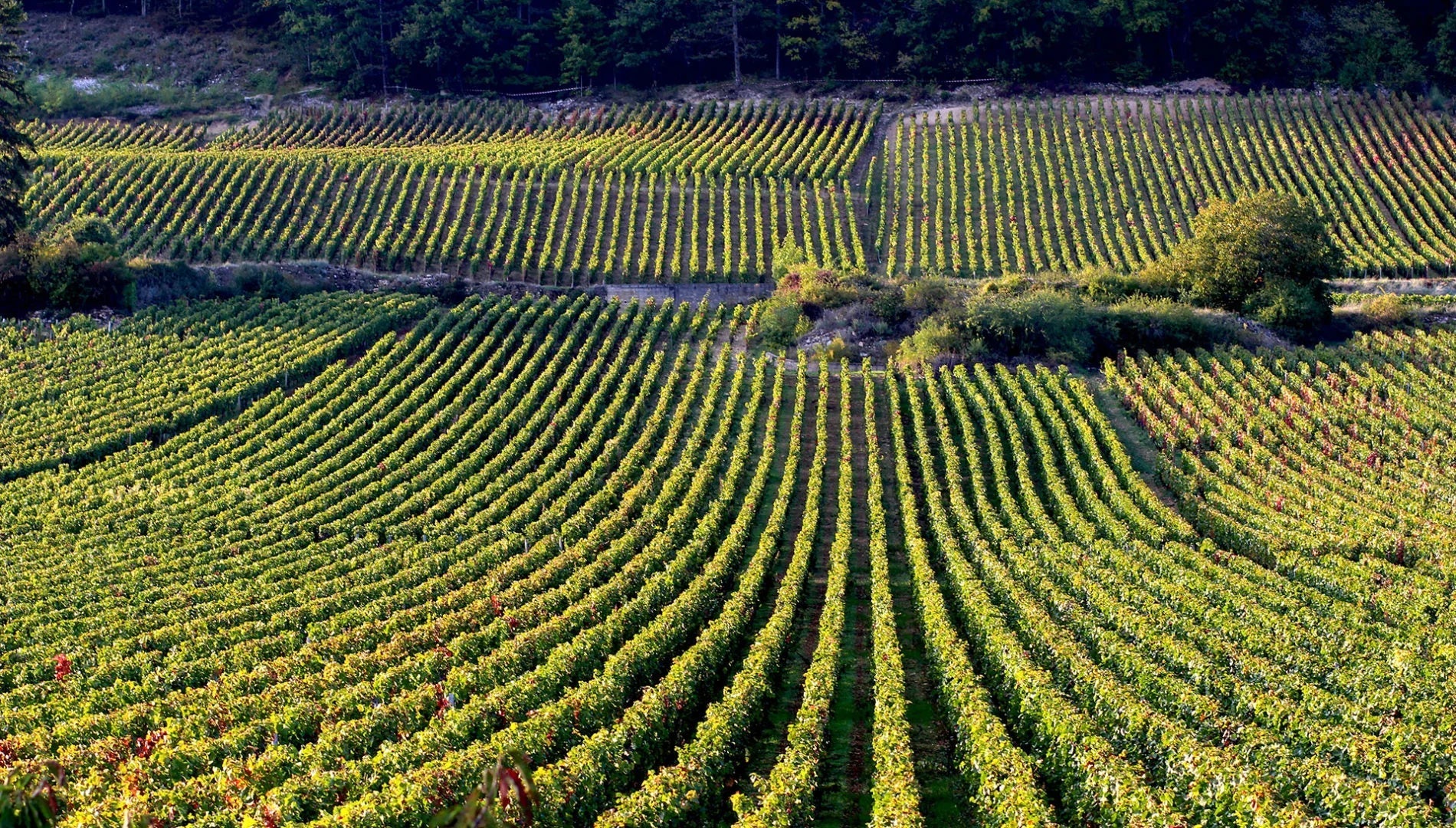 En Primeur Price, 2020 Poujeaux