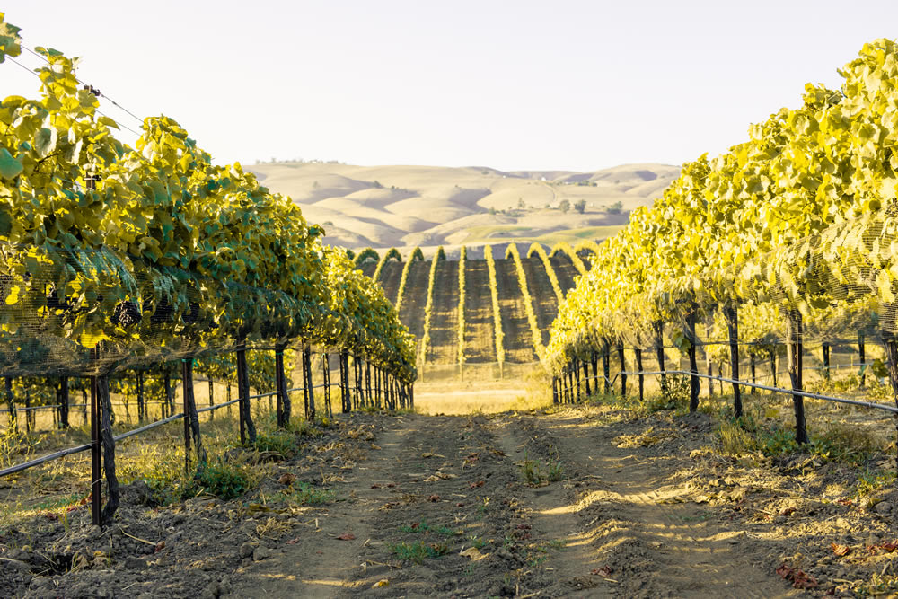 Sta Rita Superstar; Tyler’s Pinot and Chard Exude Elegance