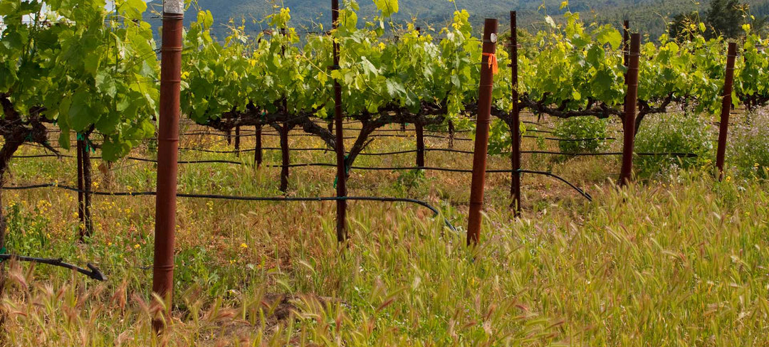 Perrin Family’s “Les Sinards” Châteauneuf-du-Pape