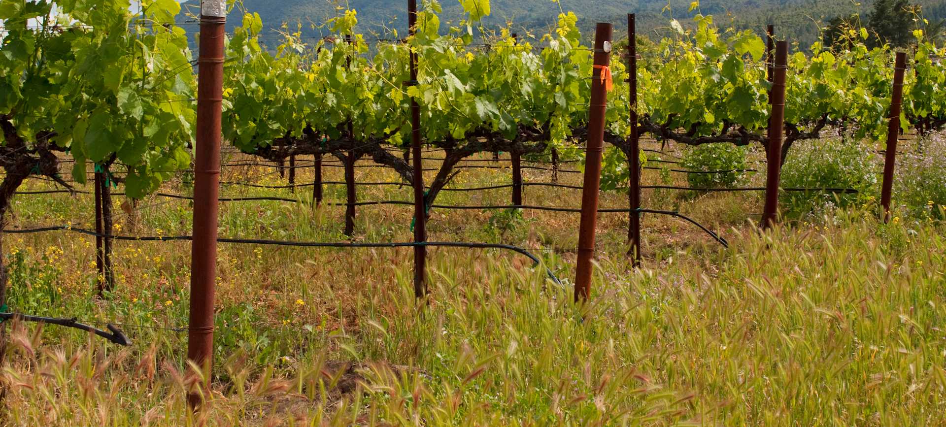 Perrin Family’s “Les Sinards” Châteauneuf-du-Pape