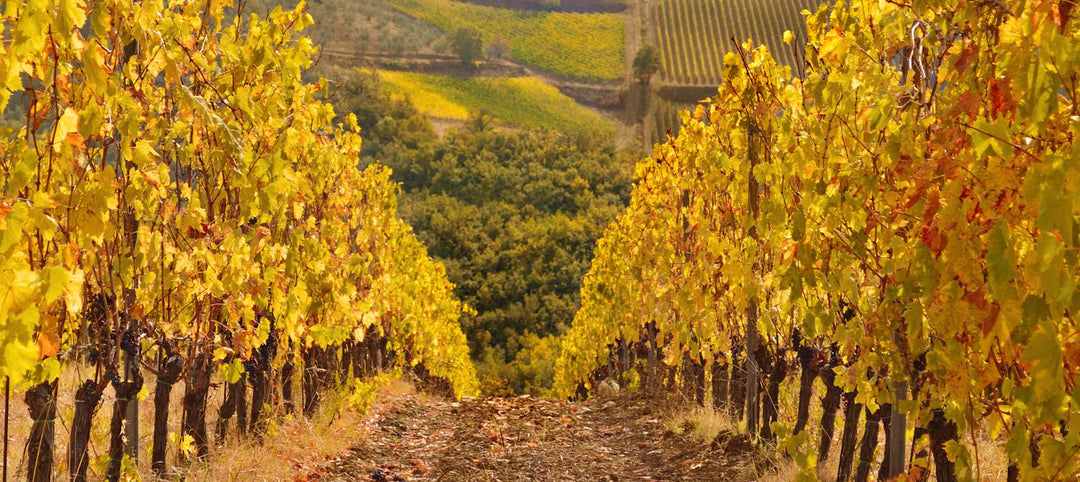 A Breakthrough in Vaillons: 2023 Gueguen Chablis 1er