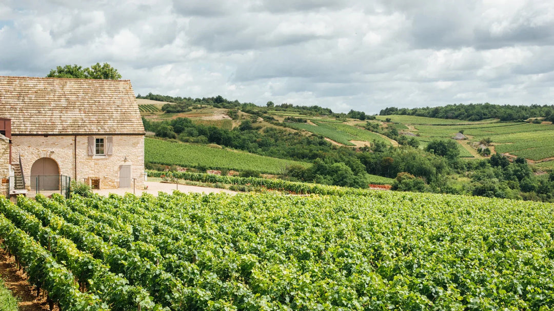 Under the Radar White Burgundy under $20