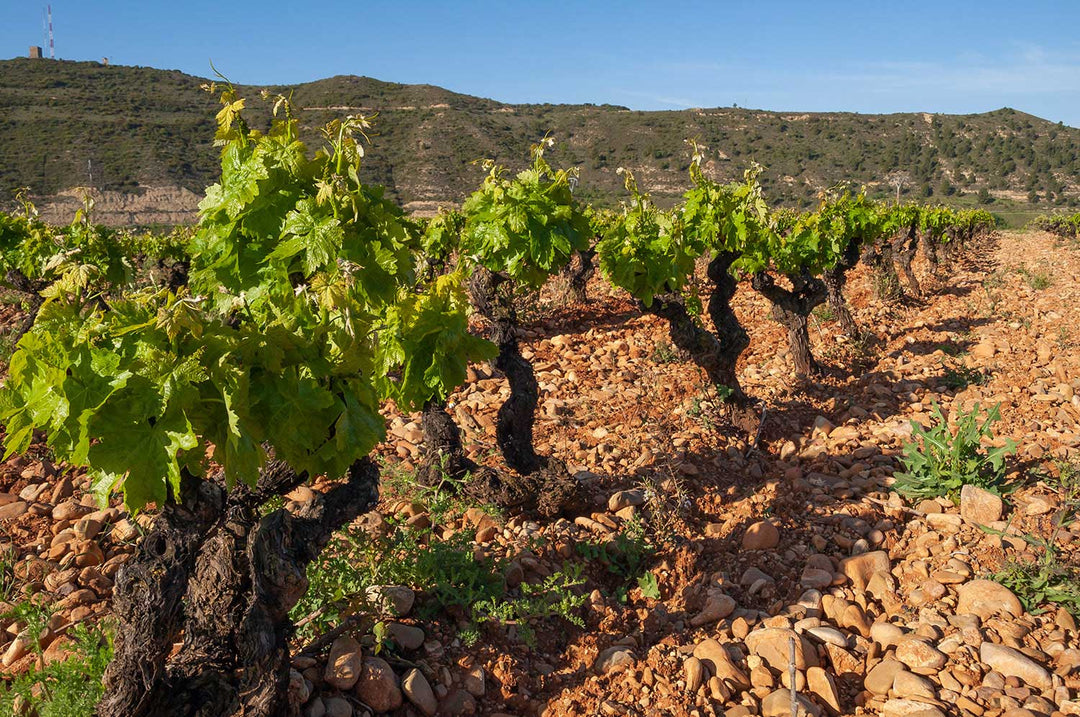Jorge Ordóñez’s Latest Gem from Rioja Alavesa