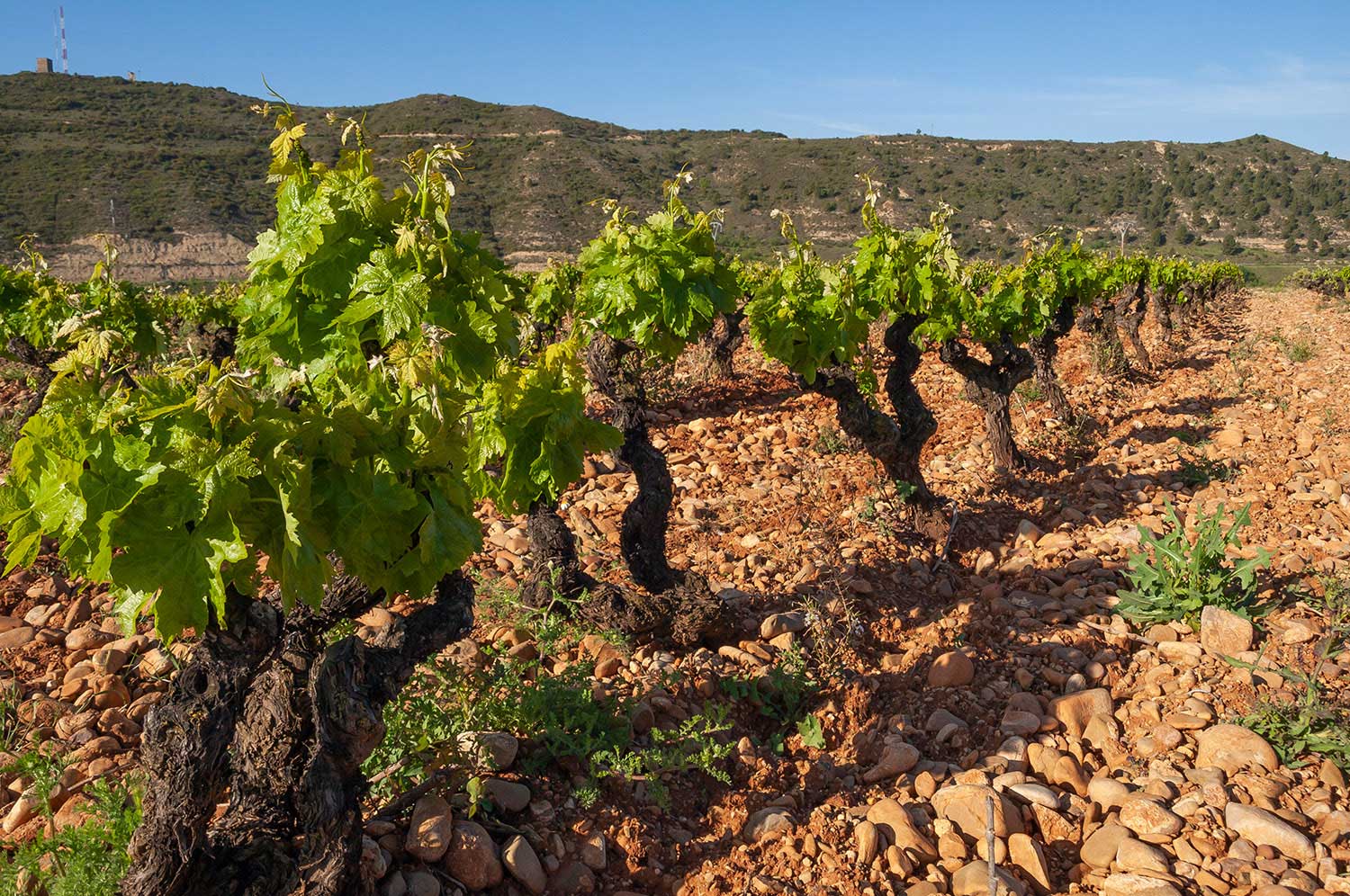 Jorge Ordóñez’s Latest Gem from Rioja Alavesa