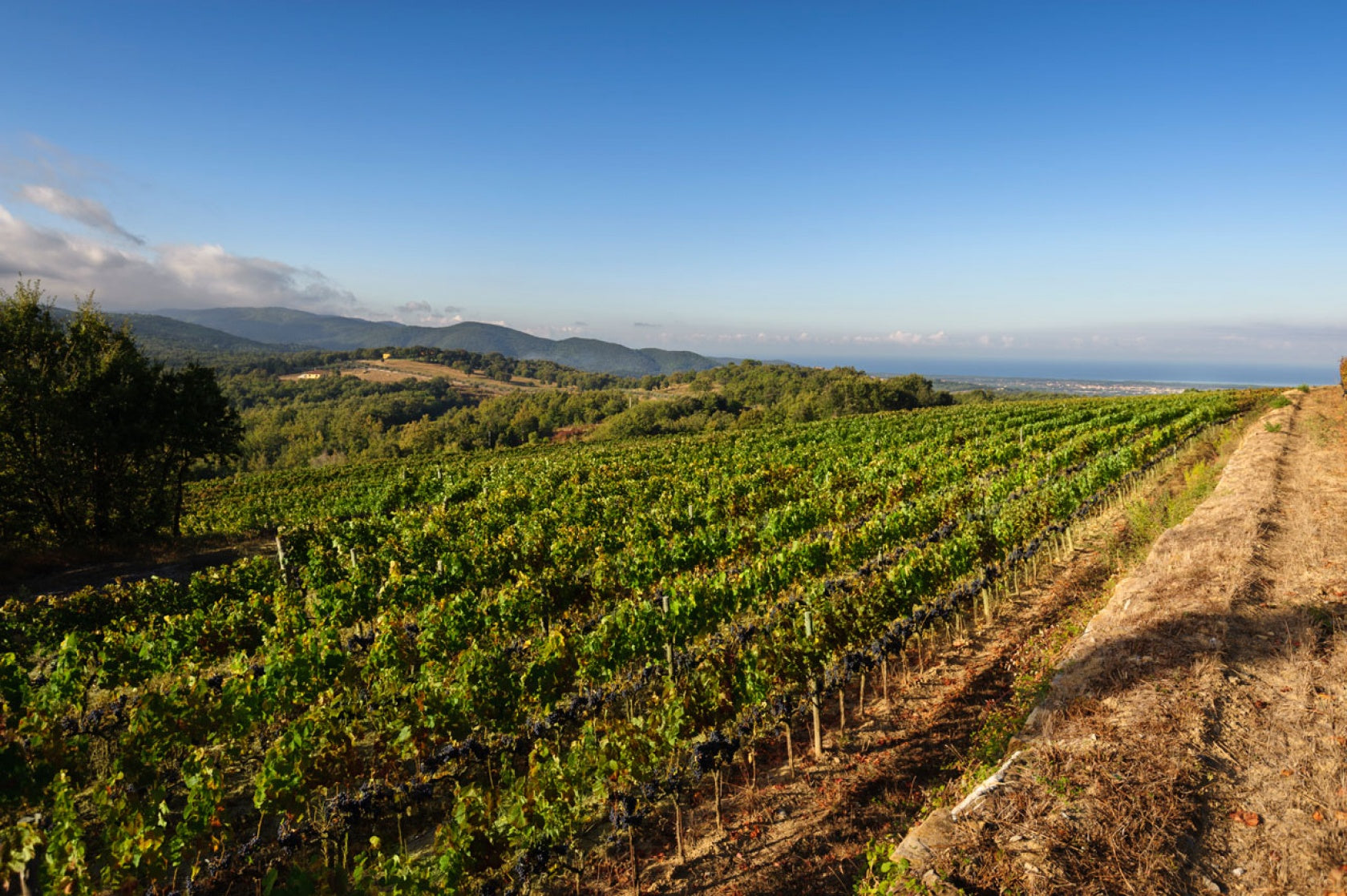 Yantra - Perennial Gordon’s Favorite Every Day Super Tuscan