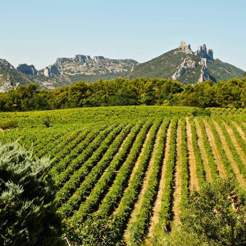 Neyers & Kermit Lynch Wine Dinner: A California Ode to the Old World