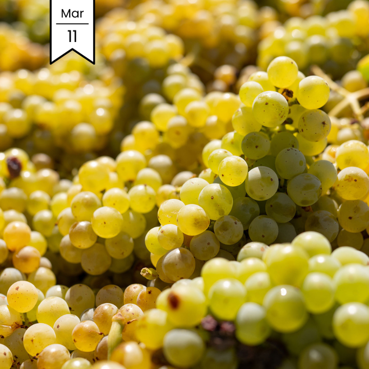 Spring Training: White Wine Varieties