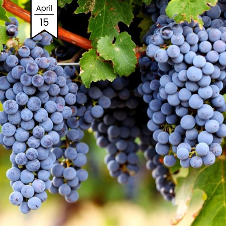 Spring Training: Red Wine Varieties Inspired by Burgundy & Bordeaux