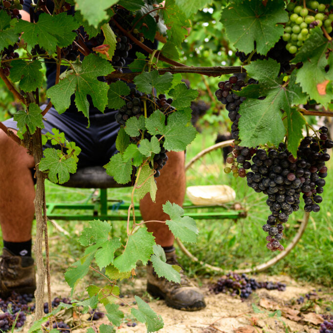 Italy's Rising Stars: Marche's Contrada Contro & Piedmont's Vaira Aurelj