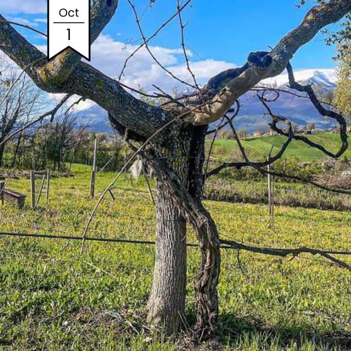 Italy's Rising Stars: Marche's Contrada Contro & Piedmont's Vaira Aurelj