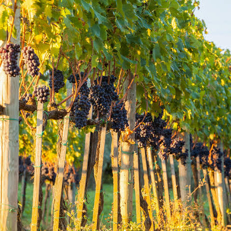 Autumn in Montalcino: Col d'Orcia Brunello Dinner