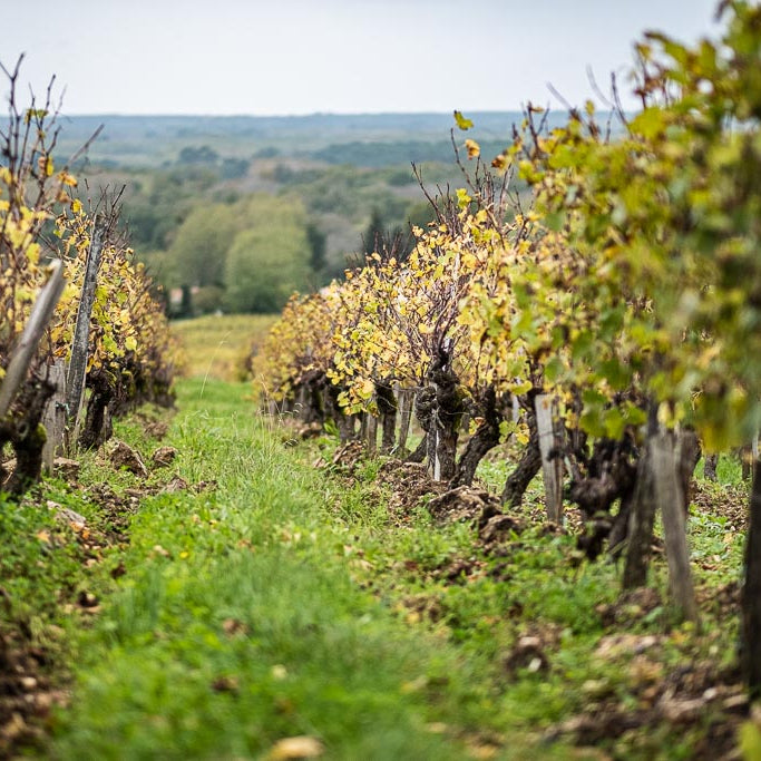 GPS Bordeaux Winemaker Walk-Around Tasting